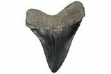 Serrated, Juvenile Megalodon Tooth - South Carolina #310482-1